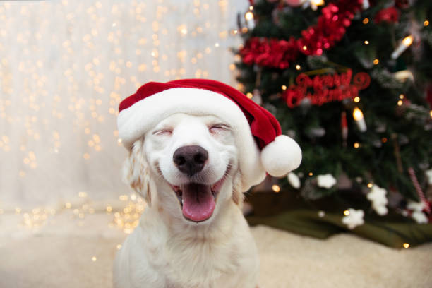 Festive Fun For Furry Friends